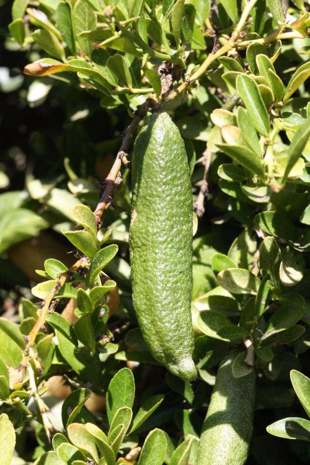              Fruit (Riverside, CA)       